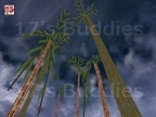 AIM_PALMS